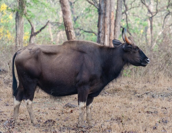 Gaur (Bos gaurus)