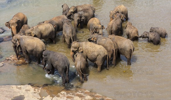 Herd of Asian elephants (Elephas maximus) from the Pinnawela Elephants Orphanage bathe in the Maha Oya river