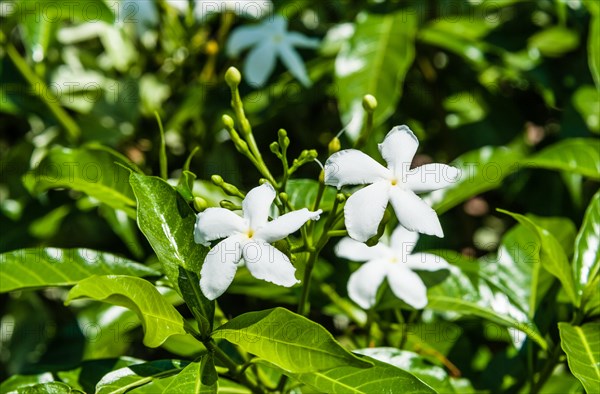 Pinwheel Flowers (Tabernaemontana divaricata)