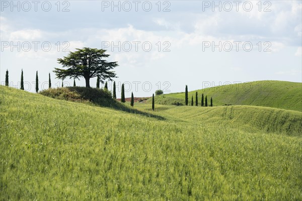 Cypresses and a cedar tree