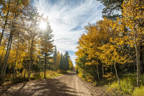 Road through autumnal aspen forest