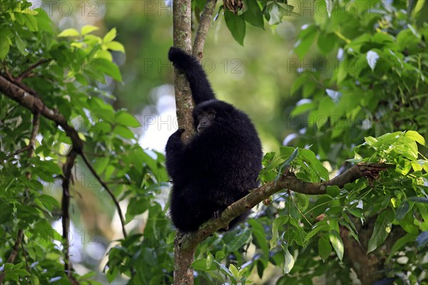 Siamang (Symphalangus syndactylus)