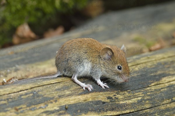 Bank vole (Myodes glareolus)