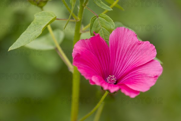 Annual mallow (Lavatera trimestris)