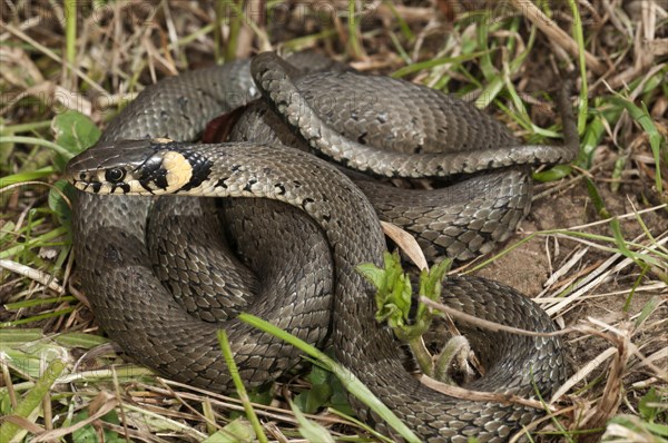 Grass Snake (Natrix natrix)