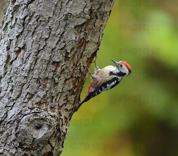 Middle spotted woodpecker (Dendrocopus medius)