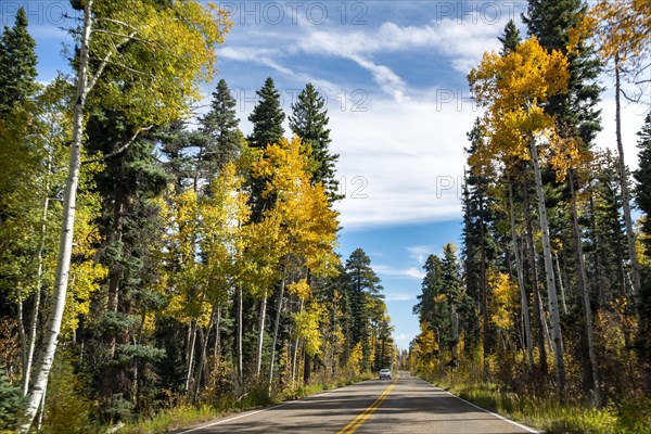 Highway 12 through autumnal aspen forest