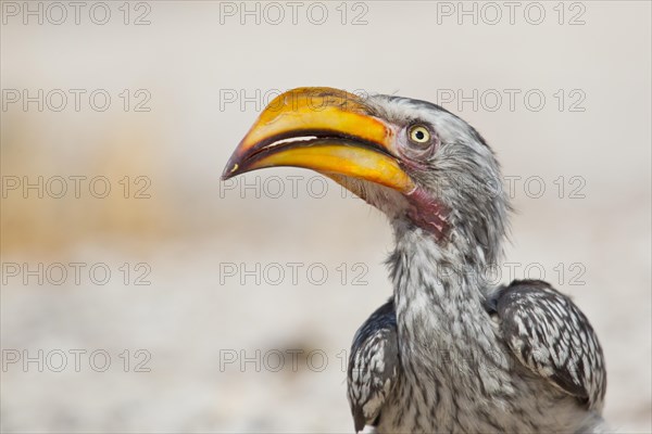 Southern Yellow-billed Hornbill (Tockus leucomelas)