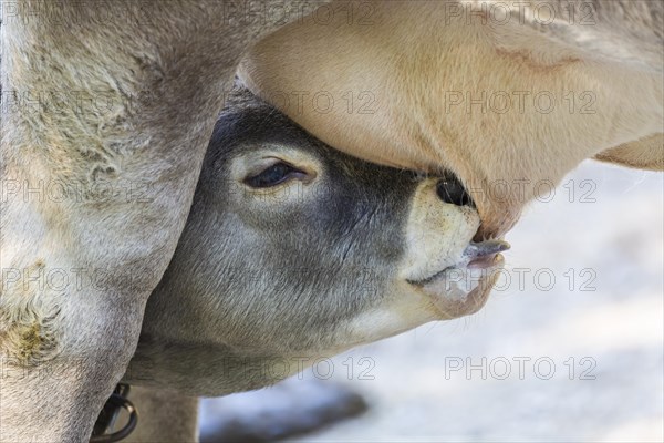 Suckling calf of a Domestic Cattle (Bos primigenius taurus)