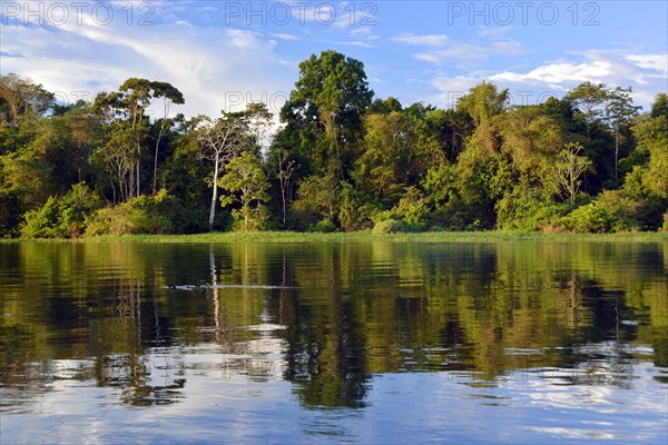 Bank of the Rio Solimoes river with flooded Varzea forest