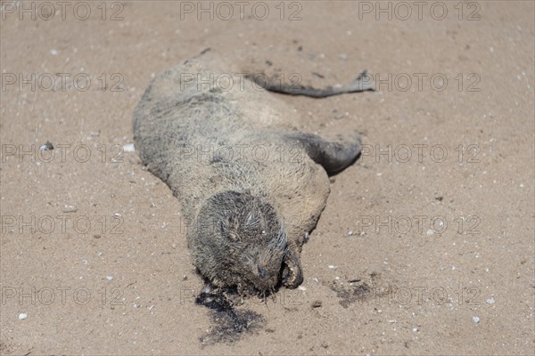 Dead seal pup