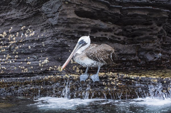 Galapagos Brown Pelican (Pelecanus occidentalis urinator)