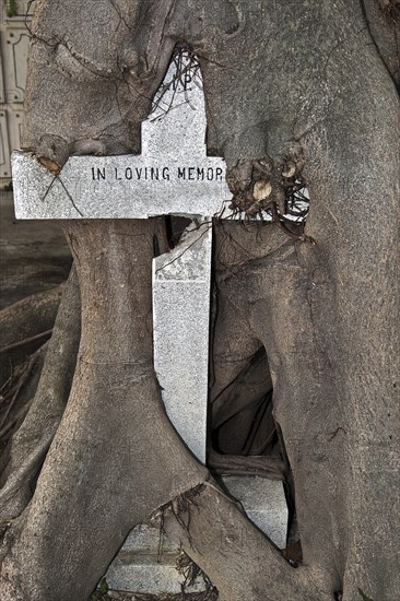 Old cross overgrown by a tree