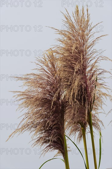 Bamboo grass (Pogonatherum paniceum) on the Pacific Coast