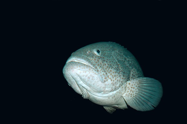 Malabar grouper