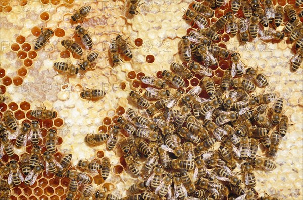 Honey Bees (Apis mellifera) on a honeycomb with partially capped cells