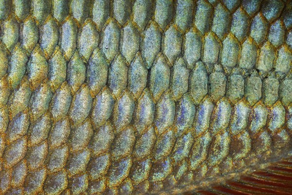 Scales of a Jewel Rainbow Fish or Banded Rainbowfish (Melanotaenia trifasciata)