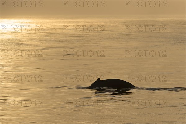 Humpback Whale (Megaptera novaeangliae)