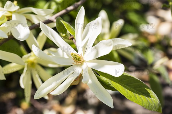 Star Magnolia (Magnolia stellata)