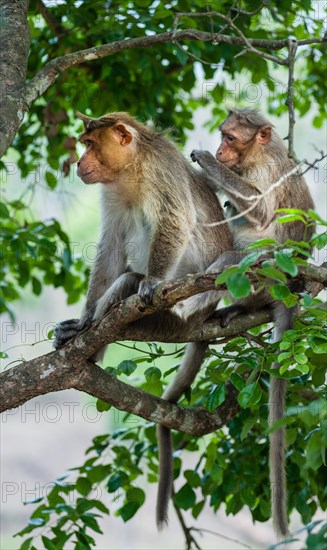 Rhesus monkeys (Macaca mulatta) grooming