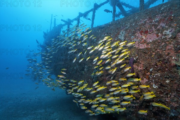 School of Bigeye Snappers (Lutjanus lutjanus)