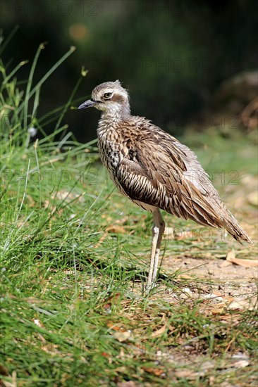 Bush Stone-curlew (Burhinus grallarius)