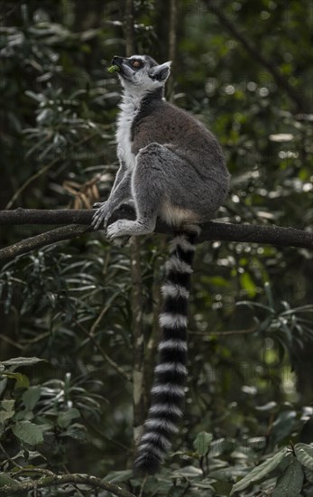 Ring-tailed Lemur (Lemur catta)