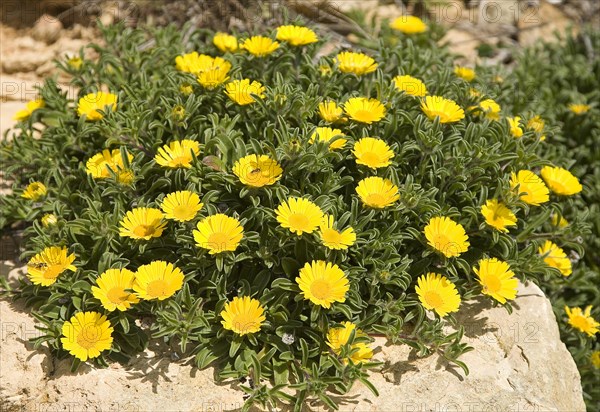 Asteriscus maritimus (Asteriscus maritimus)