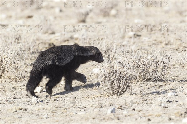 Honey Badger (Mellivora capensis)