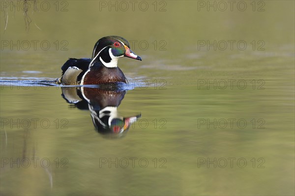 Wood Duck (Aix sponsa)