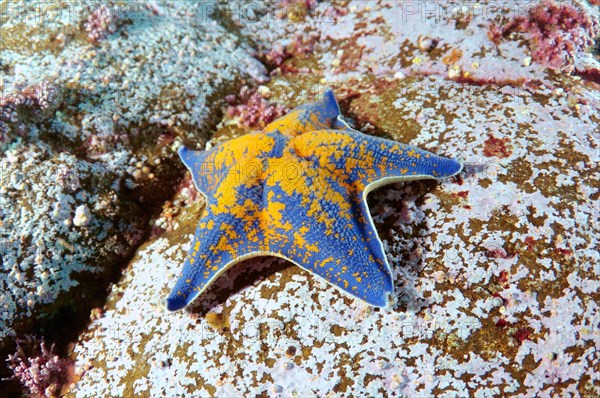 Blue Bat Star (Patiria pectinifera)