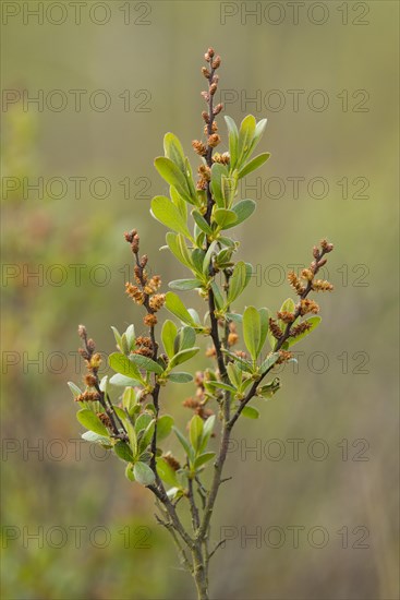 Bog Myrtle or Sweet Gale (Myrica gale)