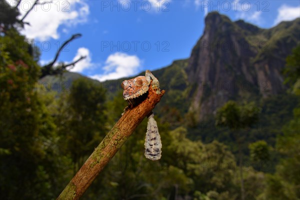 Giant Leaf-tail Gecko or Flat-tail Gecko (Uroplatus giganteus)