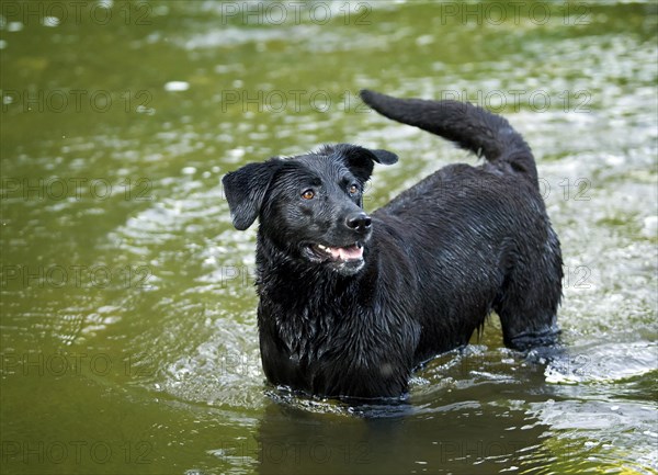 Black Rottweiler crossbreed standing in the water