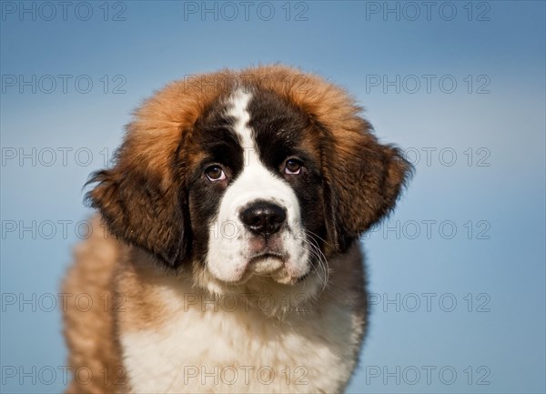 Saint Bernard puppy