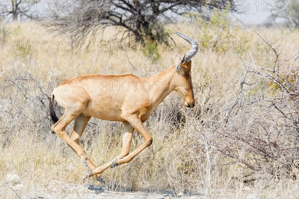 Hartebeest (Alcelaphus buselaphus)