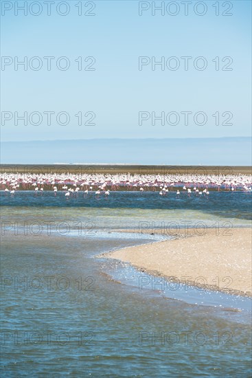 American Flamingoes (Phoenicopterus ruber)