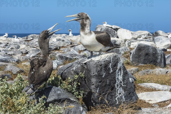 Nazca Boobies (Sula granti)