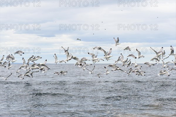 Flock of Black-legged Kittiwakes (Rissa tridactyla)