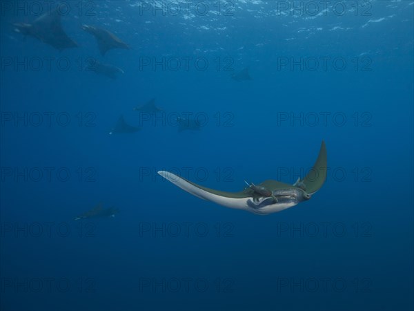 Sicklefin Devil Rays or Box Rays (Mobula tarapacana)