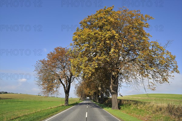 Country road with autumnal Horse-chestnut avenue (Aesculus hippocastanum)