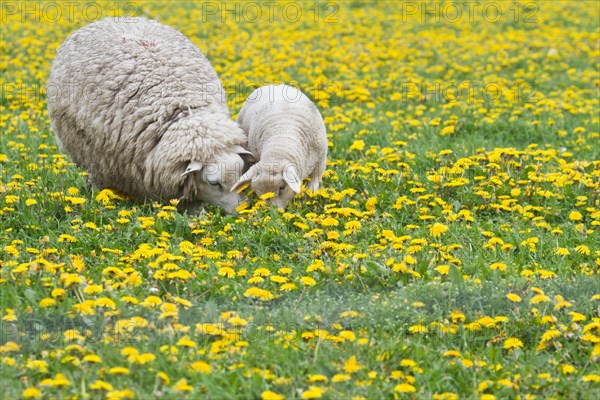 Sheep (Ovis orientalis aries) with lamb feeding in dandelion meadow