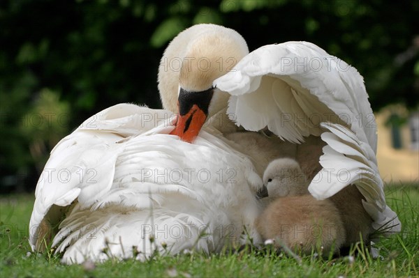 Mute Swan (Cygnus olor) with cygnets