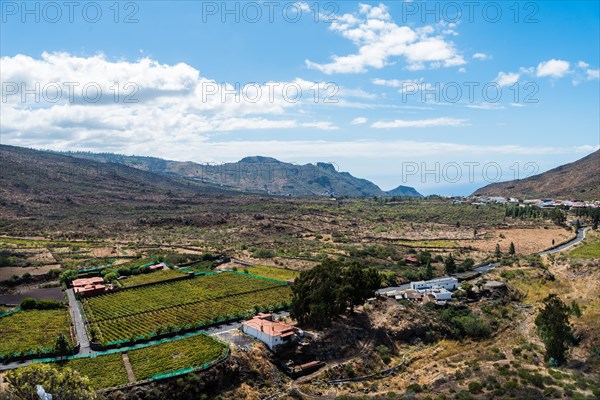 Plantations near Santiago del Teide