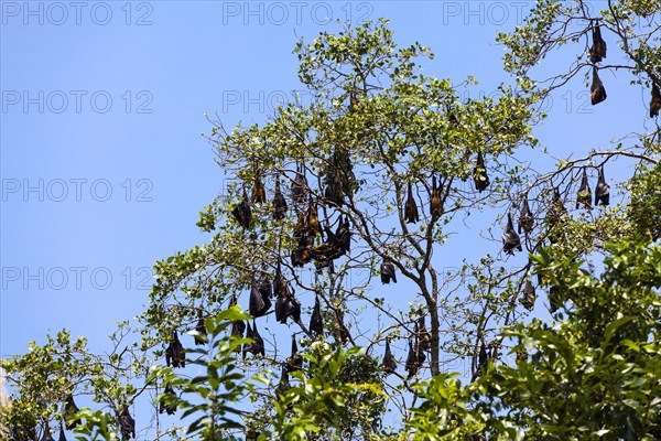 Indian Flying Foxes (Pteropus giganteus)