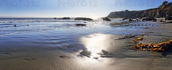 Sandy beach with brown algae (Phaeophyceae)