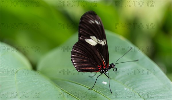 Cydno Longwing (Heliconius cydno)