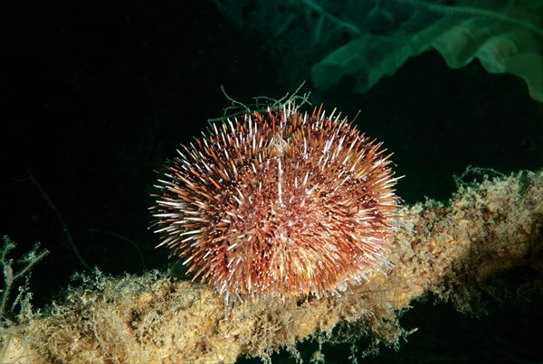 Green Sea Urchin (Strongylocentrotus droebachiensis)