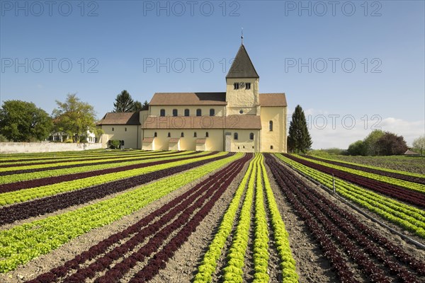 Lettuce field