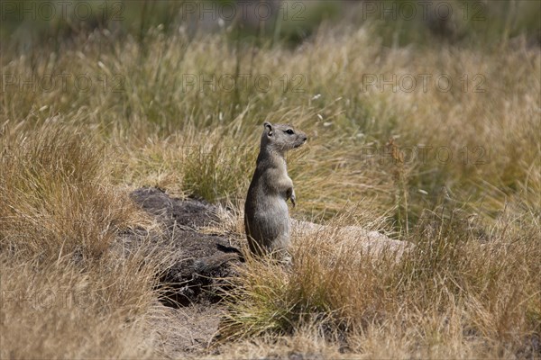 Belding's Ground Squirrel (Spermophilus beldingi)